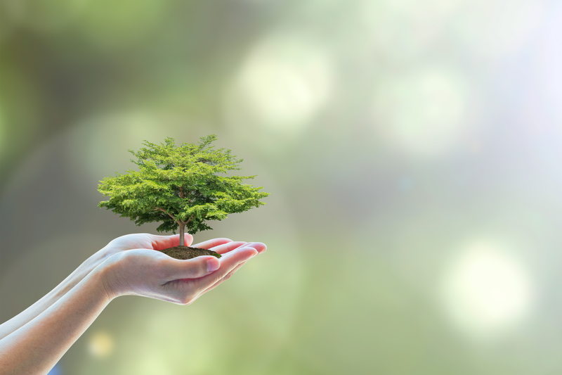 Harnessing Wood Waste for Eco-Friendly Packaging